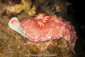 Chromodoris reticulata by Antonio Venturelli 